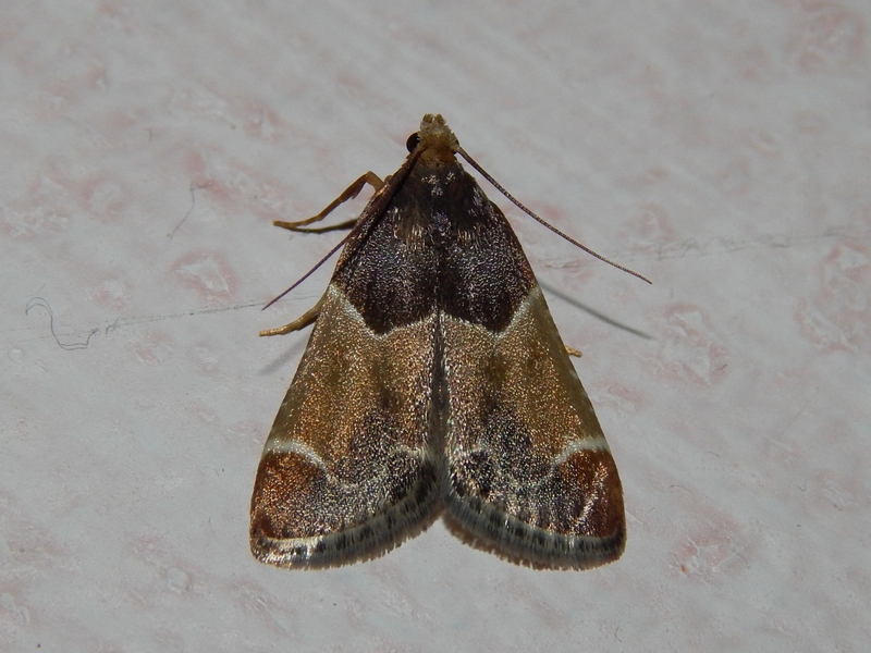 Crambidae o Pyralidae da ID